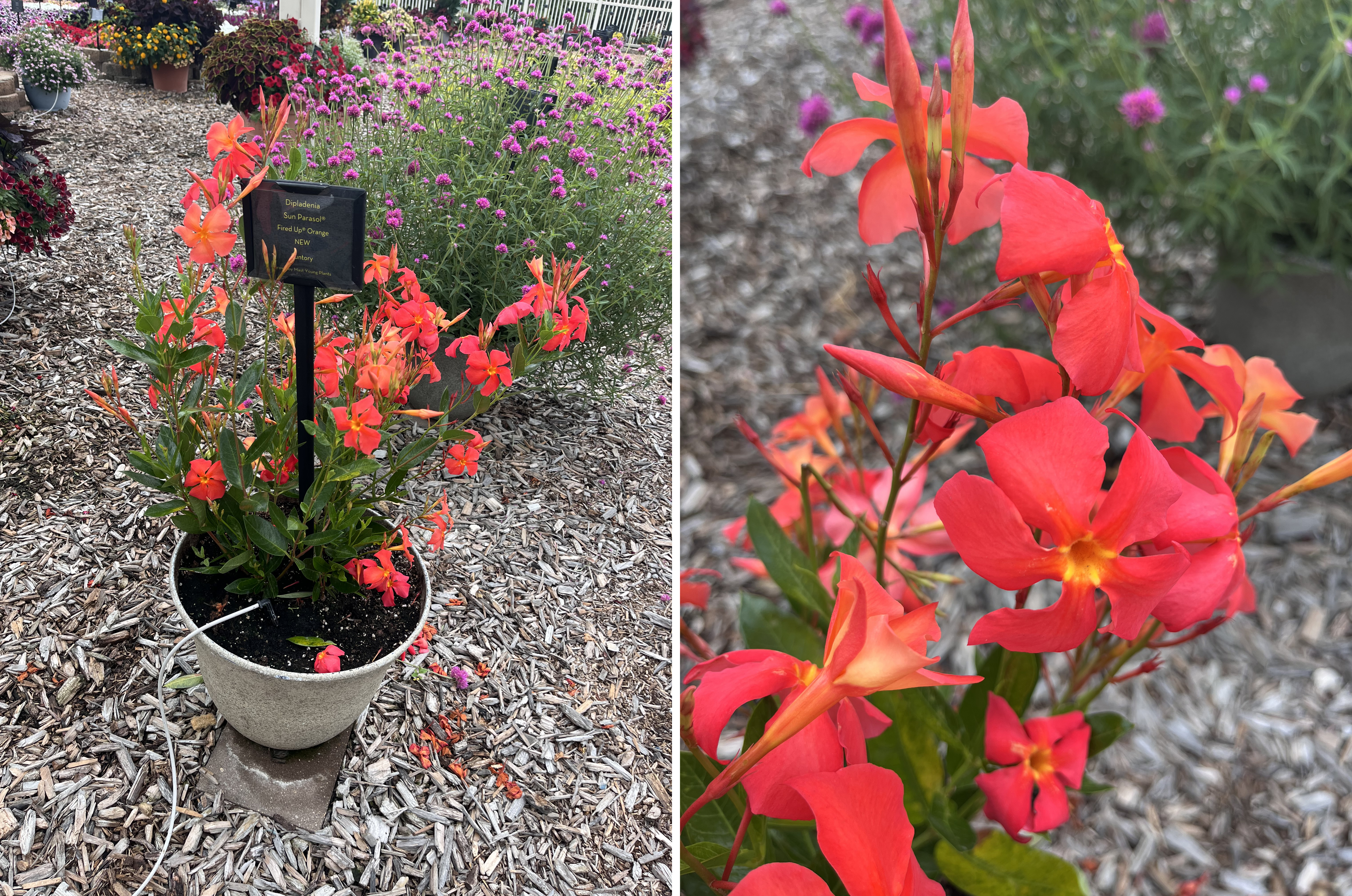 Two views of Dipladenia Sun Parasol &lsquo;Fired Up Orange.&rsquo; Left: A container plant with clusters of bright red-orange blooms and dark green leaves, labeled with a sign. Right: A close-up of vivid trumpet-shaped orange-red flowers.